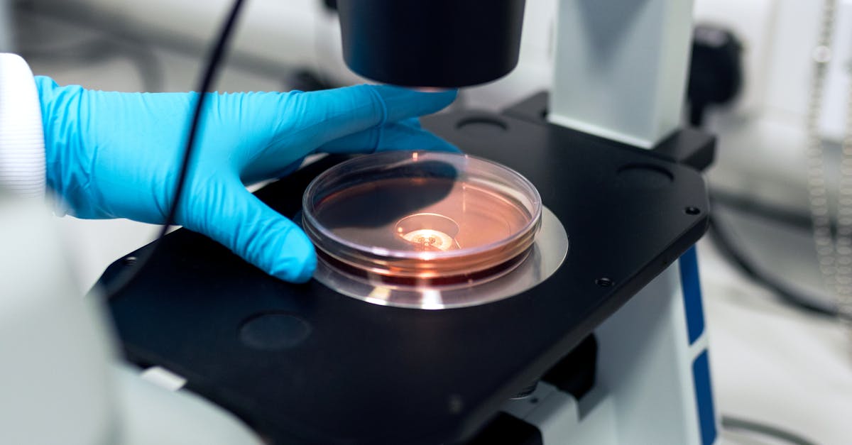 Scientist using a microscope to examine petri dish samples in a laboratory setting.
